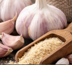 Garlic